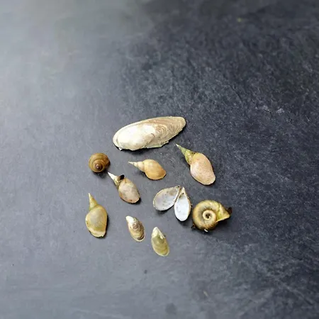 Ferienwohnung Kraniche, Seenaehe, Mecklenburgische Seenplatte *