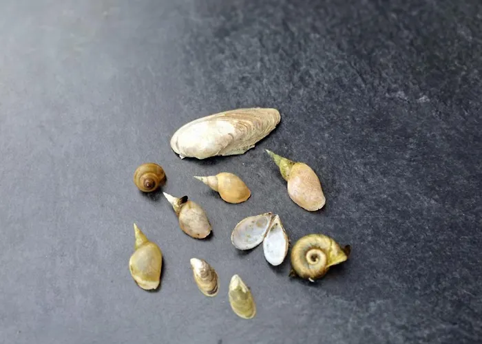 Ferienwohnung Kraniche, Seenaehe, Mecklenburgische Seenplatte *